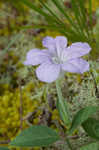 Fringeleaf wild petunia